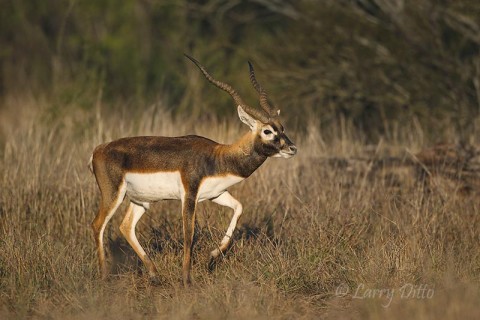 Black-buck in south Texas brush