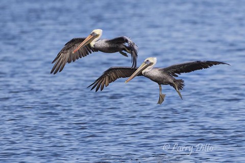 Brown Pelicans on the wing