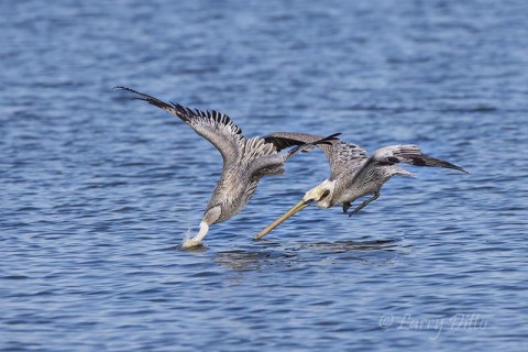 Brown Pelicans fishing