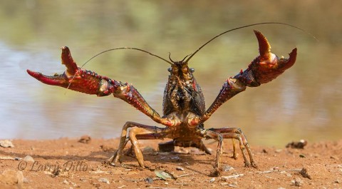 Defensive crayfish (crawdad)