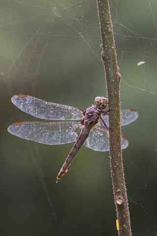 Dragonfly at National Butterfly Center