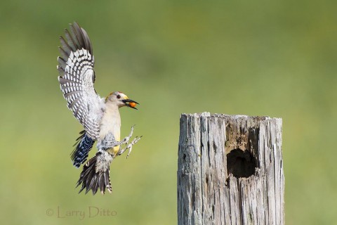 Golden-fronted Woodpecker bringing food to young in the nest.