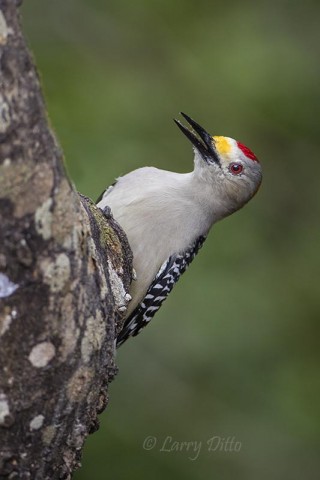 Golden-fronted Woodpecker on hackberry tree.