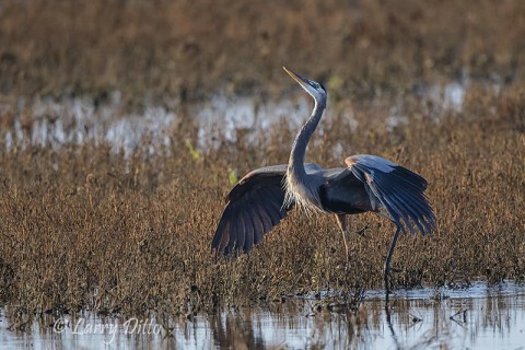 Great Blue Heron in threat posture