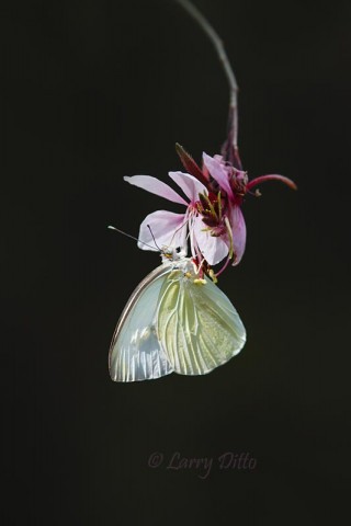 Great Southern White butterfly in the Wichita Falls, Texas Nature Center.