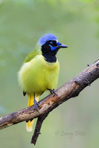 Green Jay perched