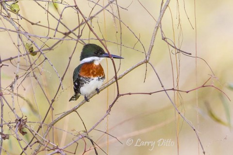 Green Kingfisher in vines