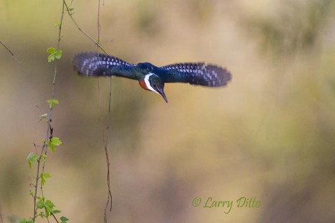 Green Kingfisher in a dive