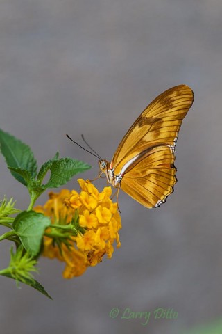 Julia Heliconian on lantana.