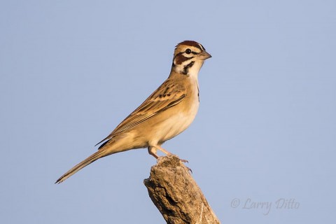 Lark Sparrow perched near photo blind at sunrise.