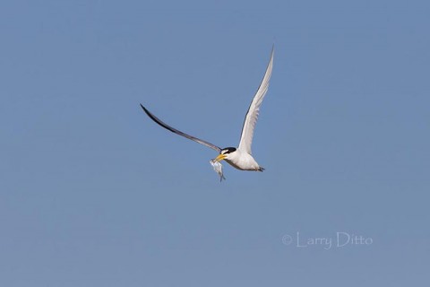 Least Tern with fish
