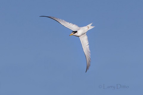 Least Tern aerobatics