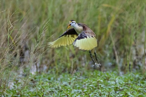 Northern Jacana juvenile flushing from marsh, s. Texas