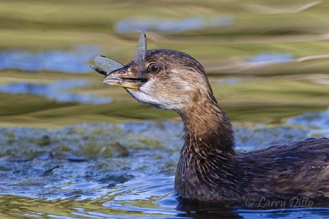 Pied-billed Grebe eating dragonfly