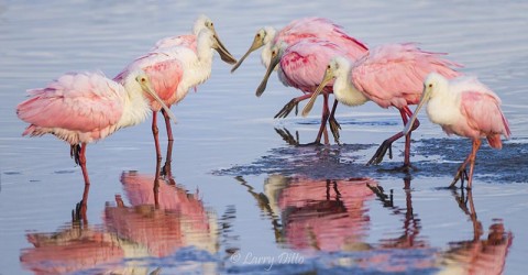 Roseate Spoonbills at South Padre Island