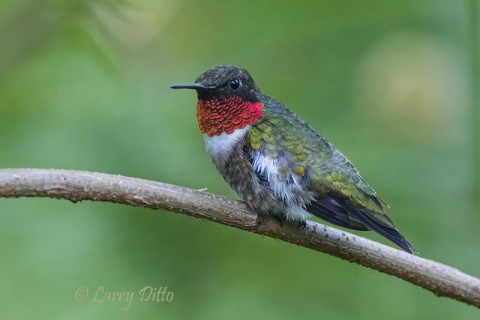 ruby-throated hummingbird resting during migration through South Padre Island