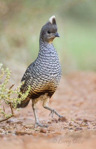 Scaled Quail, male