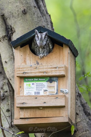 Screech Owl that can READ!