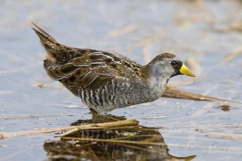 Sora feeding in Estero Llano Grande marsh.