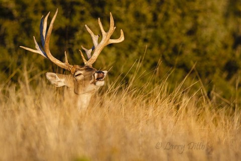 Big buck checking the breeze for scent of a doe at Santa Margarita Ranch.