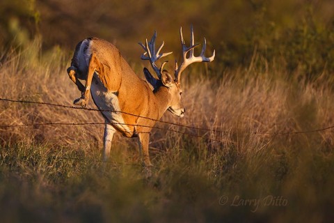 White-tailed Deer jumping fence