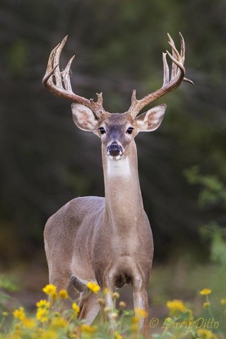 White-tailed Deer feeding near Cowpen Daisies.