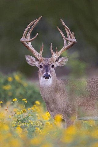 White-tailed Deer in early south Texas autumn with flowers abloom.