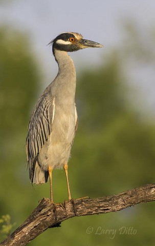 Yellow-crowned Night-heron perched