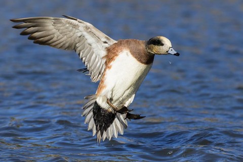 Male American Wigeon landing.