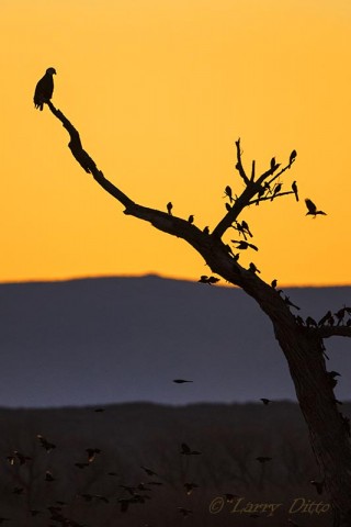 Bald Eagle and blackbirds