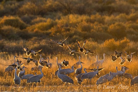 Ducks flushing as sandhill cranes feed.