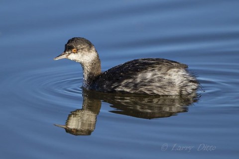 Eared Grebe in winter plumage