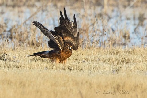 Northern Harrier, female protecting a snow goose carcass.