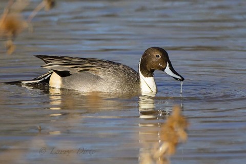 Feeding northern pintail drake