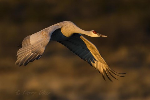 Sandhill Crane leaving the roost in rich morning light.