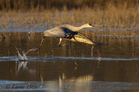 Sandhill crane leaves the roost pond with a running start in shallow water.