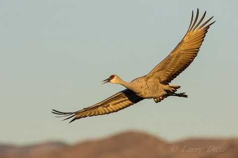 Sandhill Crane landing.