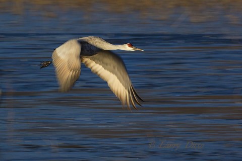 Sandhill Crane at Bosque del Apache NWR, NM