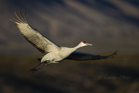 Sandhill Crane at Bosque del Apache NWR, NM