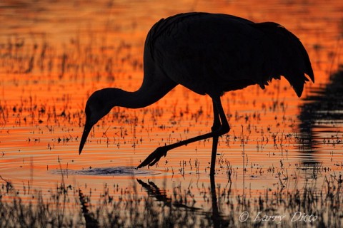 Feeding Sandhill Crane silhouetted against a red sunset on the roost pond.