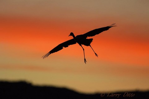 Sandhill Crane passing a red cloud on its descent to the roost pond.