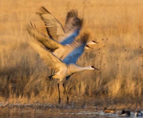 A trio of cranes with blurred wings.