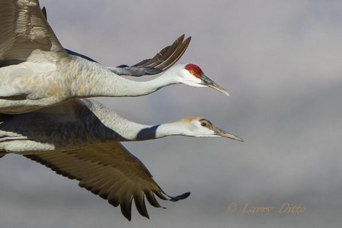 Adult and young sandhill cranes in flight