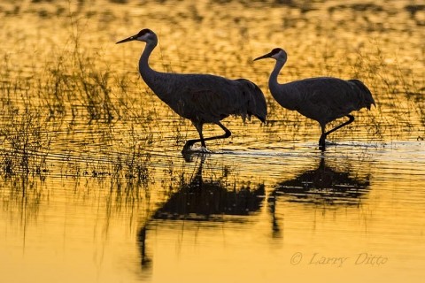 Sandhill Cranes wading in golden water.