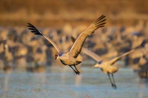 Pair of sandhill cranes leaving the roost at eye-level with the photographers.