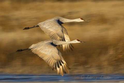 Sandhill Cranes leaving the roost at sunrise.