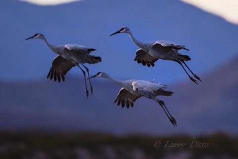 Sandhill Cranes descending on a roost pond in the shadow of Chupadera Wilderness peaks.