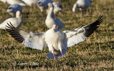 Snow Goose landing in alfalfa field along the auto tour route.