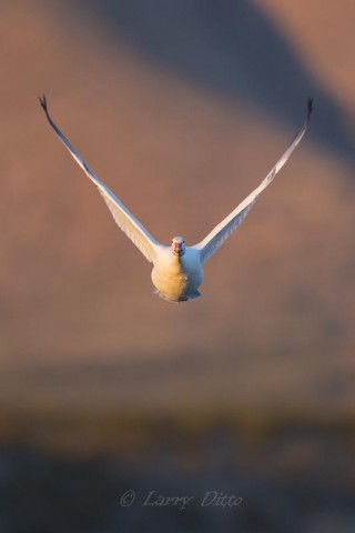 Snow Goose coming head on at sunrise.