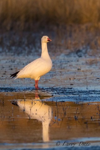 Snow Geese are comfortable standing on ice.